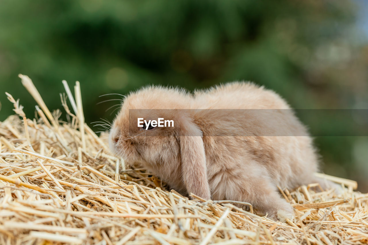 Fluffy fox rabbit sits on golden hay