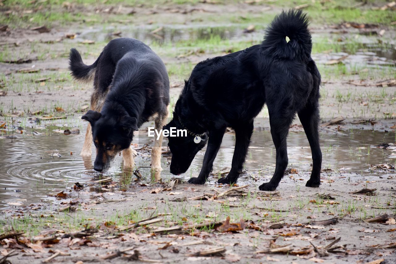 animal themes, animal, mammal, dog, pet, domestic animals, canine, group of animals, black, two animals, water, no people, nature, outdoors, day, carnivore