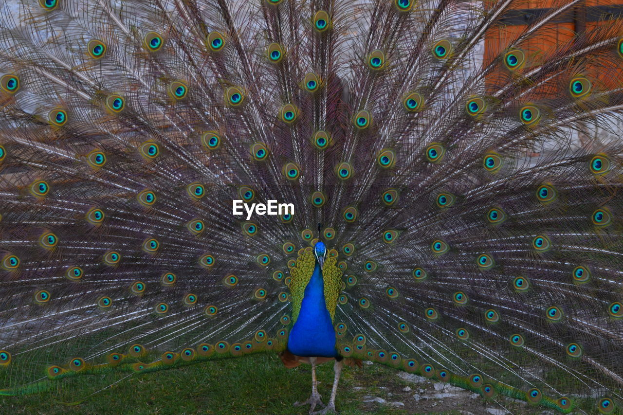 Close-up of peacock dancing outdoors