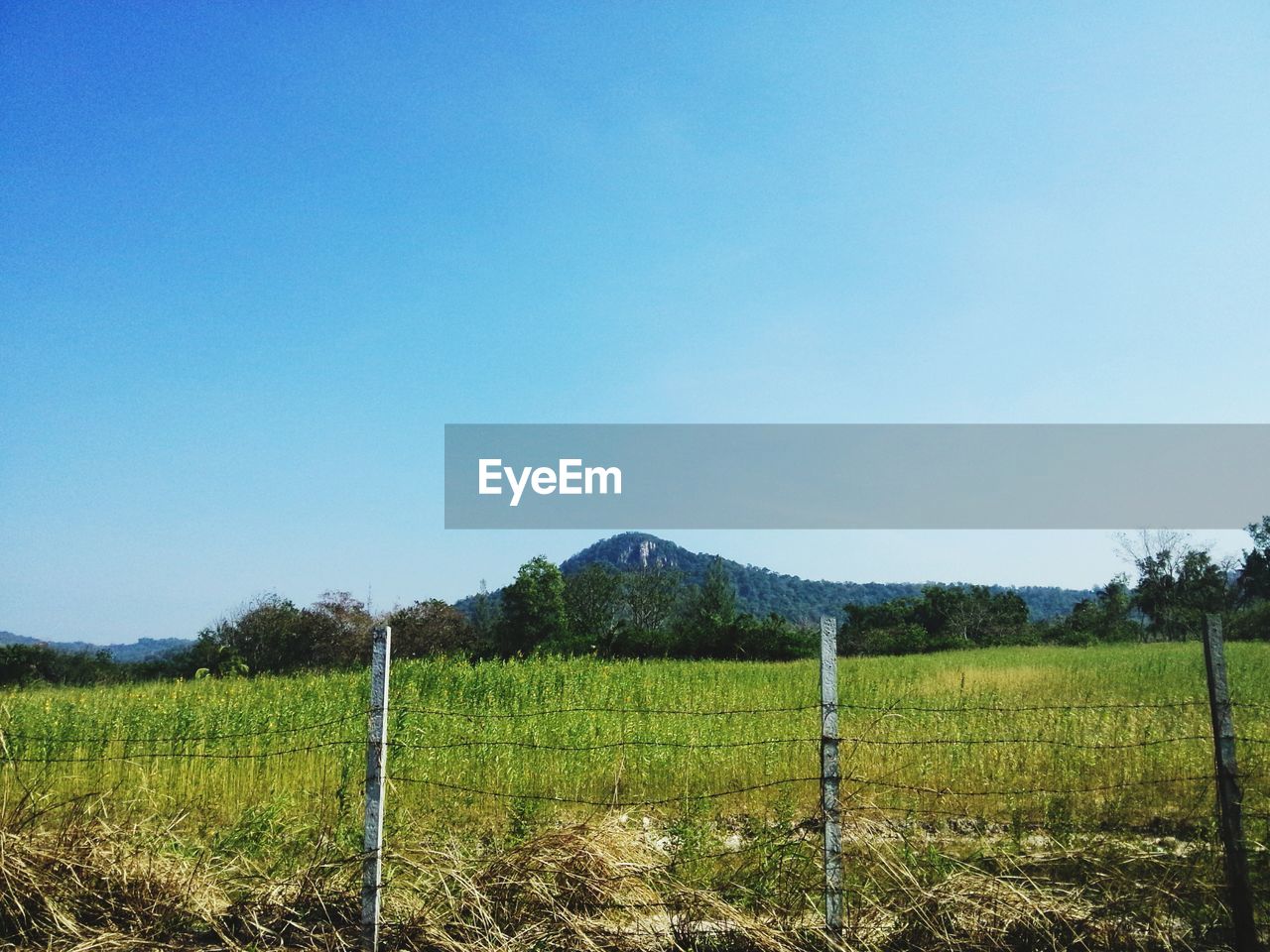 Crop growing in field