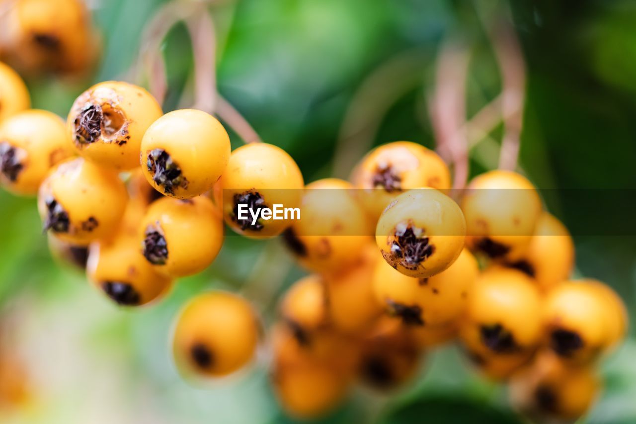 Close-up of fruits on plant