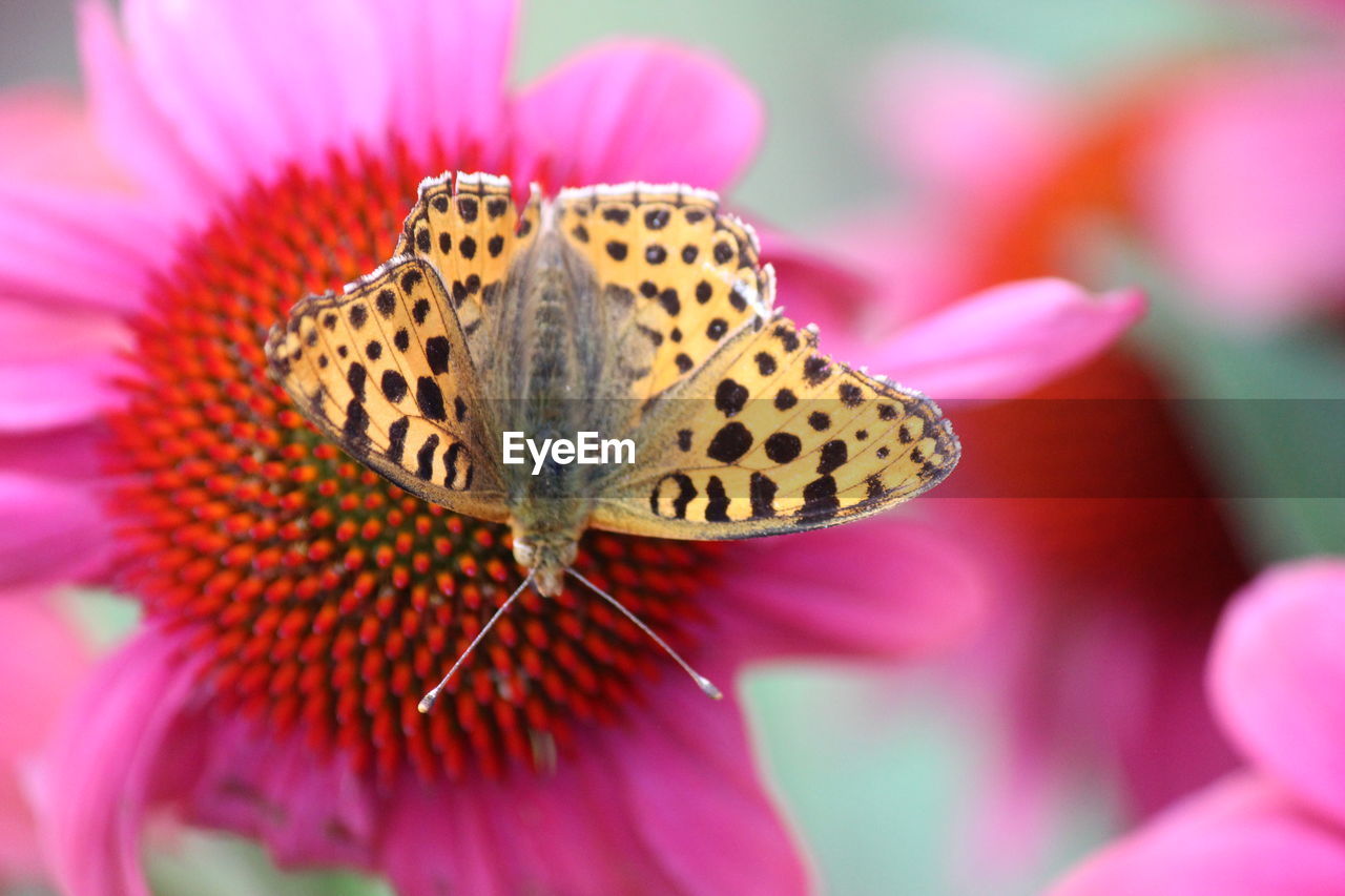 Close-up of butterfly pollinating on pink flower