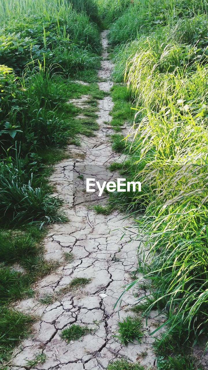 HIGH ANGLE VIEW OF FOOTPATH AMIDST FIELD