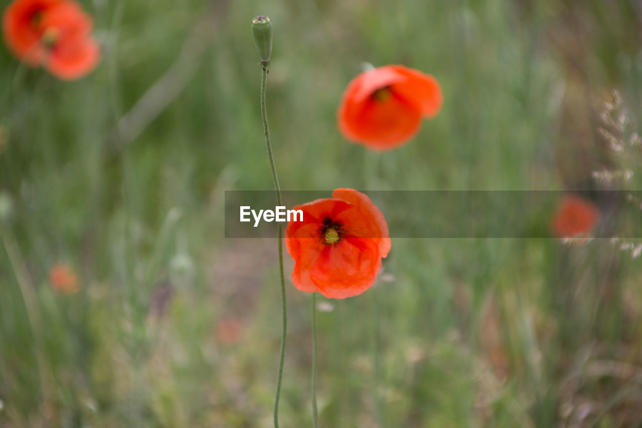 Close-up of red poppy on field