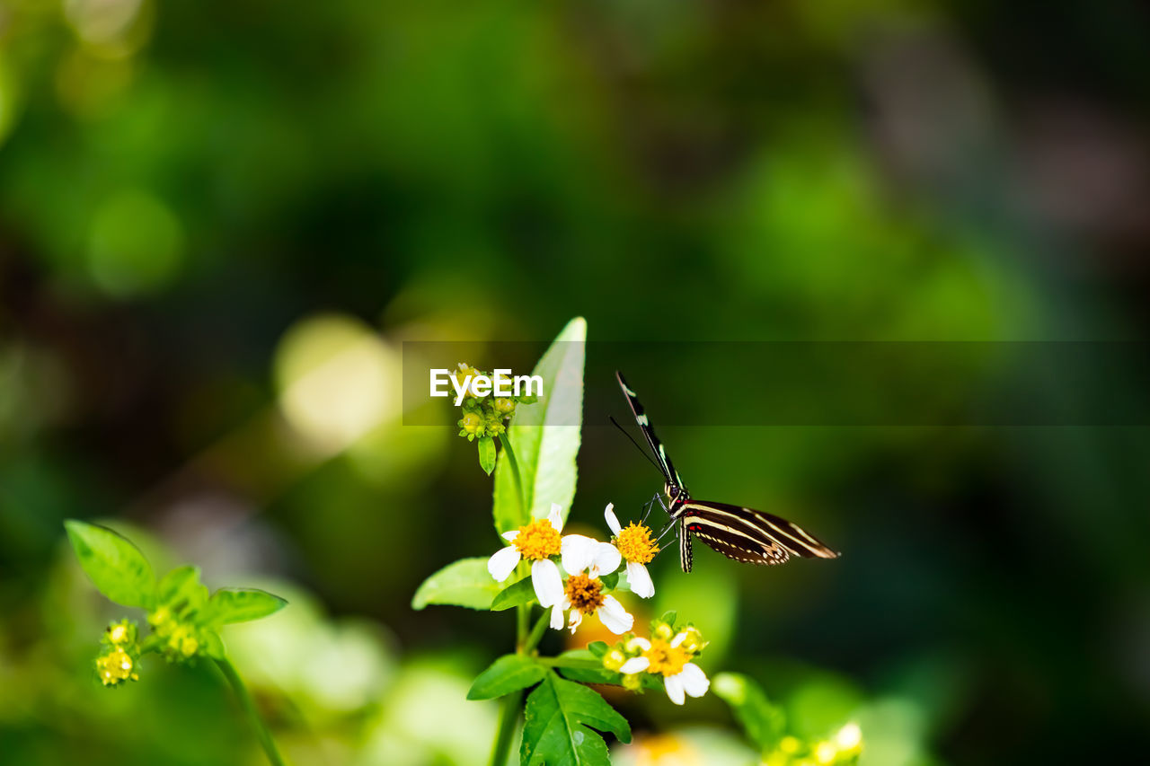 CLOSE-UP OF BUTTERFLY ON FLOWER