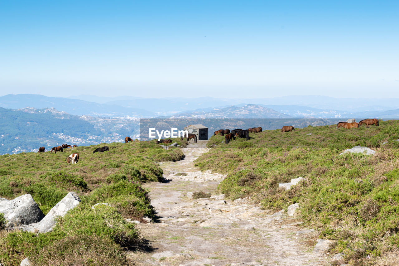 Herd of horses grazing on the mountain in baiona, galicia - spain