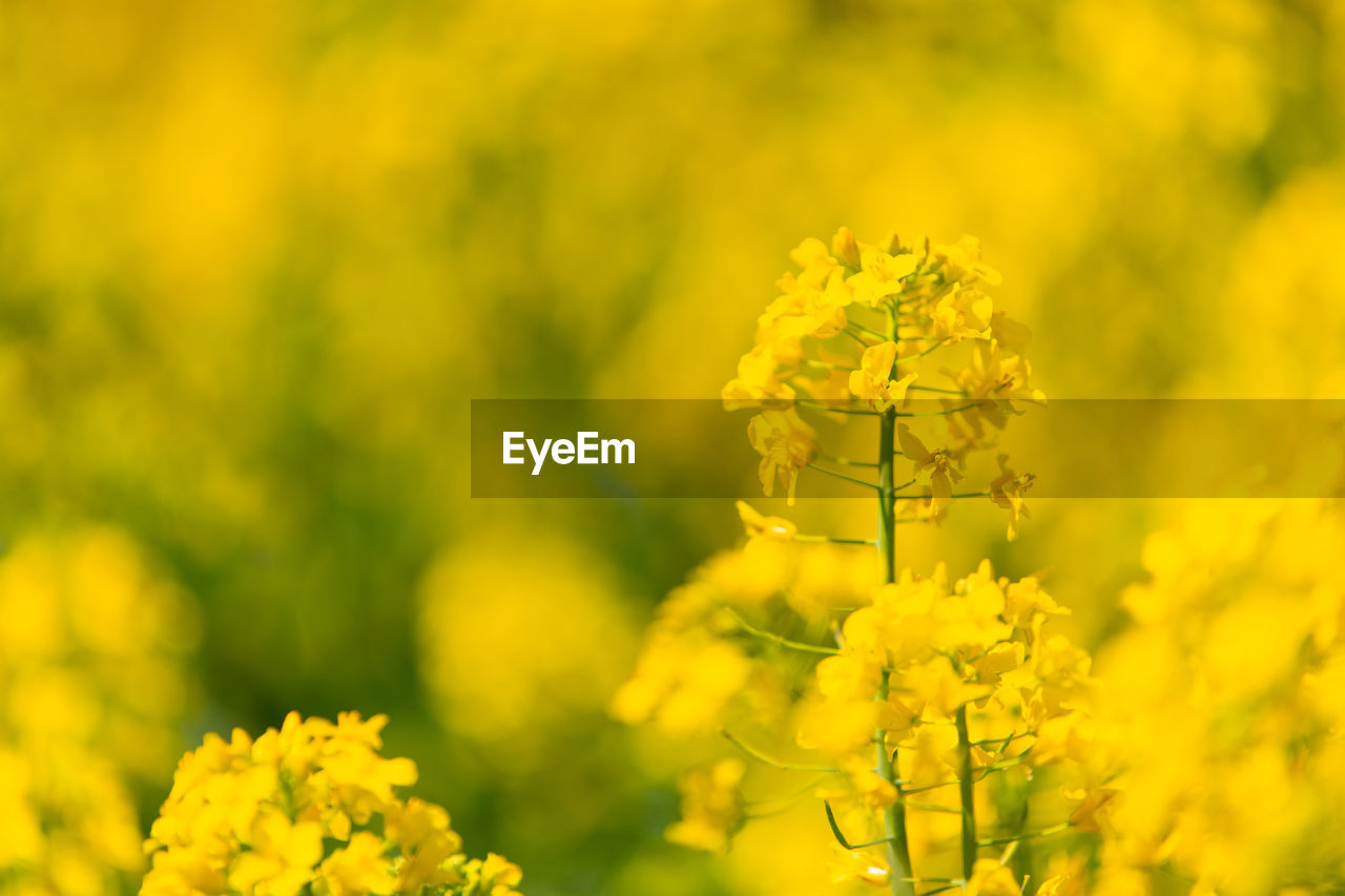 Close-up of yellow flowering plant