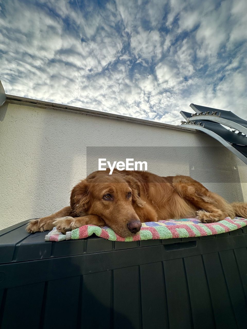 one animal, animal themes, mammal, animal, dog, pet, domestic animals, canine, carnivore, sky, cloud, no people, relaxation, day, low angle view, nature, architecture, built structure, golden retriever, resting