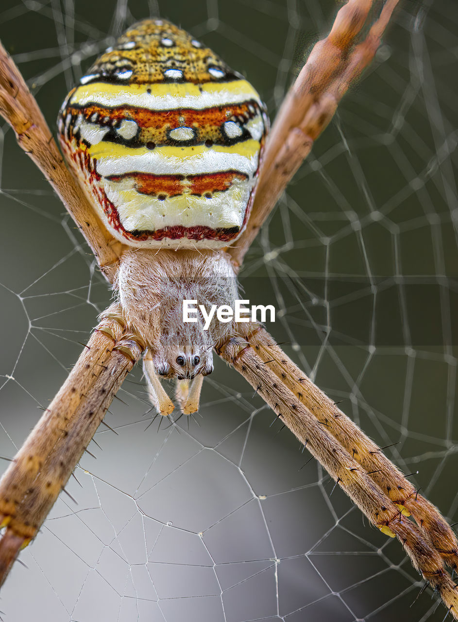 close-up of spider on web against blurred background