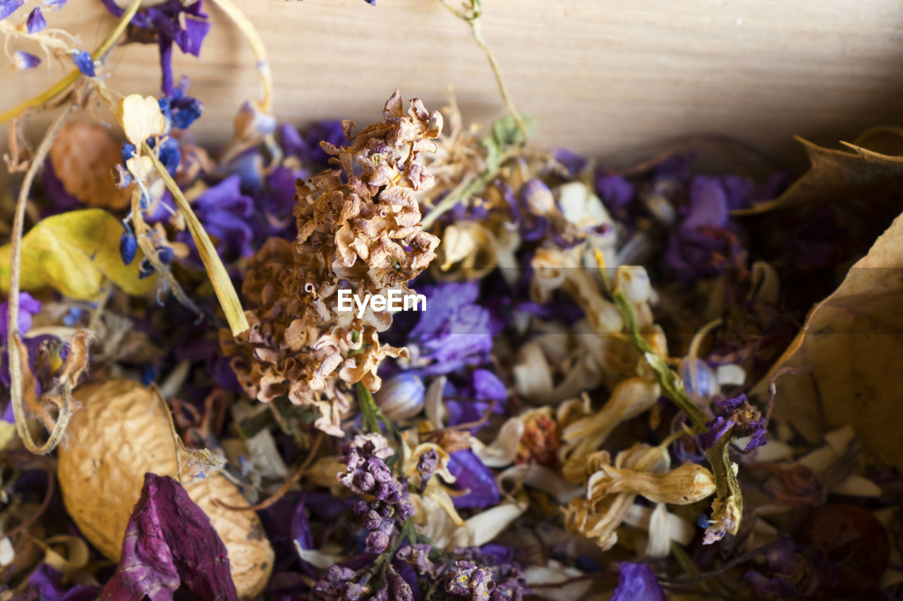 CLOSE-UP OF WILTED FLOWERS IN GARDEN