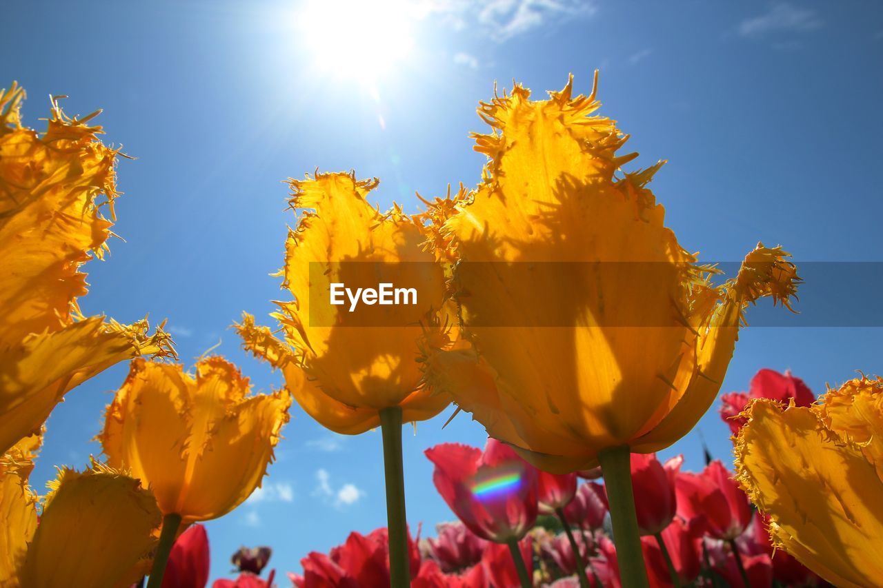 Close-up of yellow tulips against sky