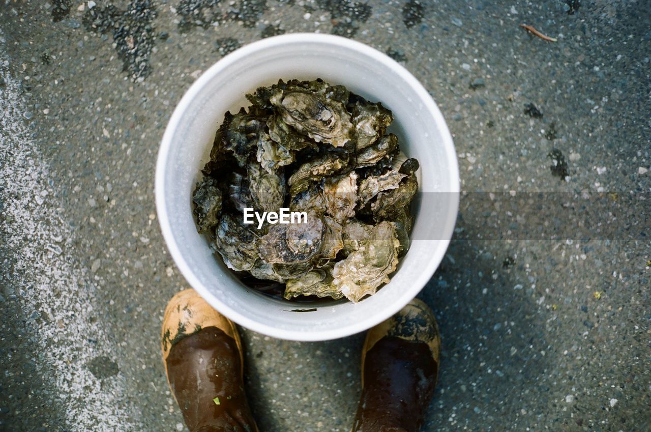 High angle view of mussels in bucket on road