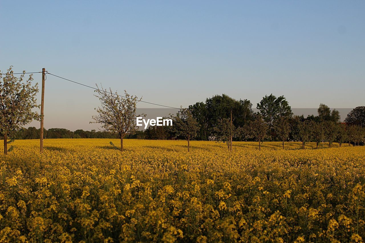 SCENIC VIEW OF OILSEED RAPE FIELD AGAINST SKY