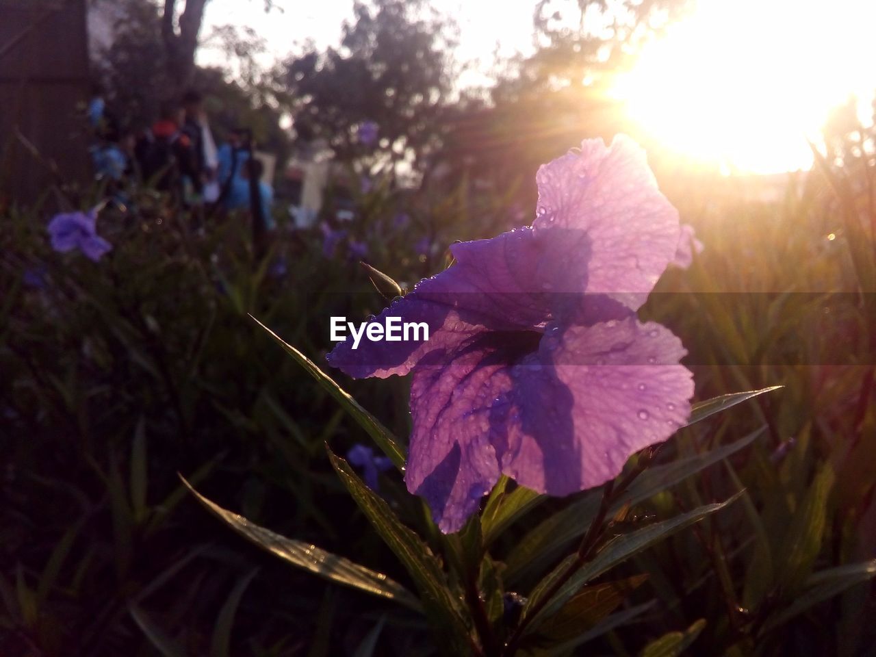 CLOSE-UP OF PURPLE FLOWERS ON PLANT