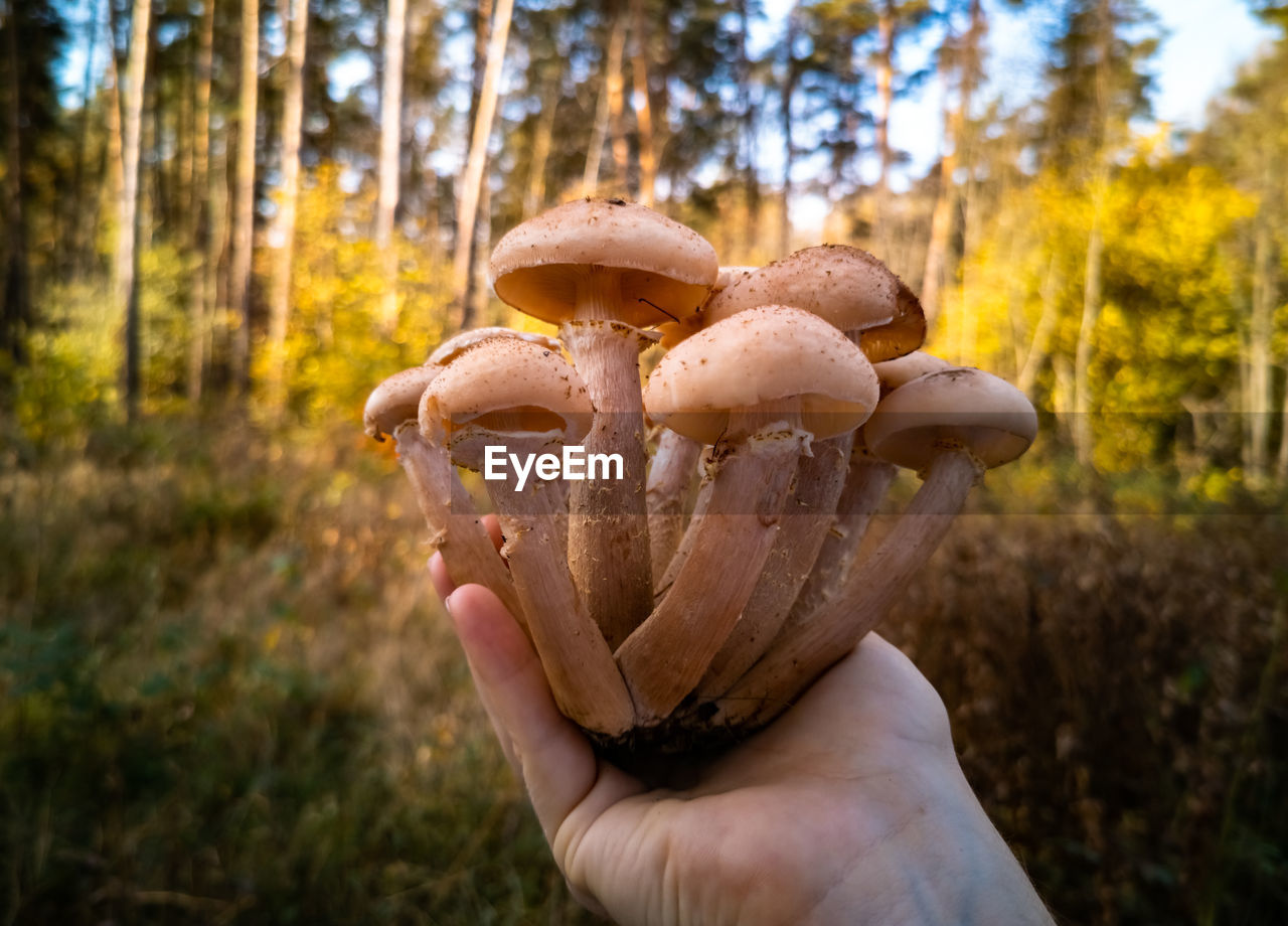 Hand holds honey mushrooms in the autumn forest. close-up. beautiful edible mushrooms in sunlight