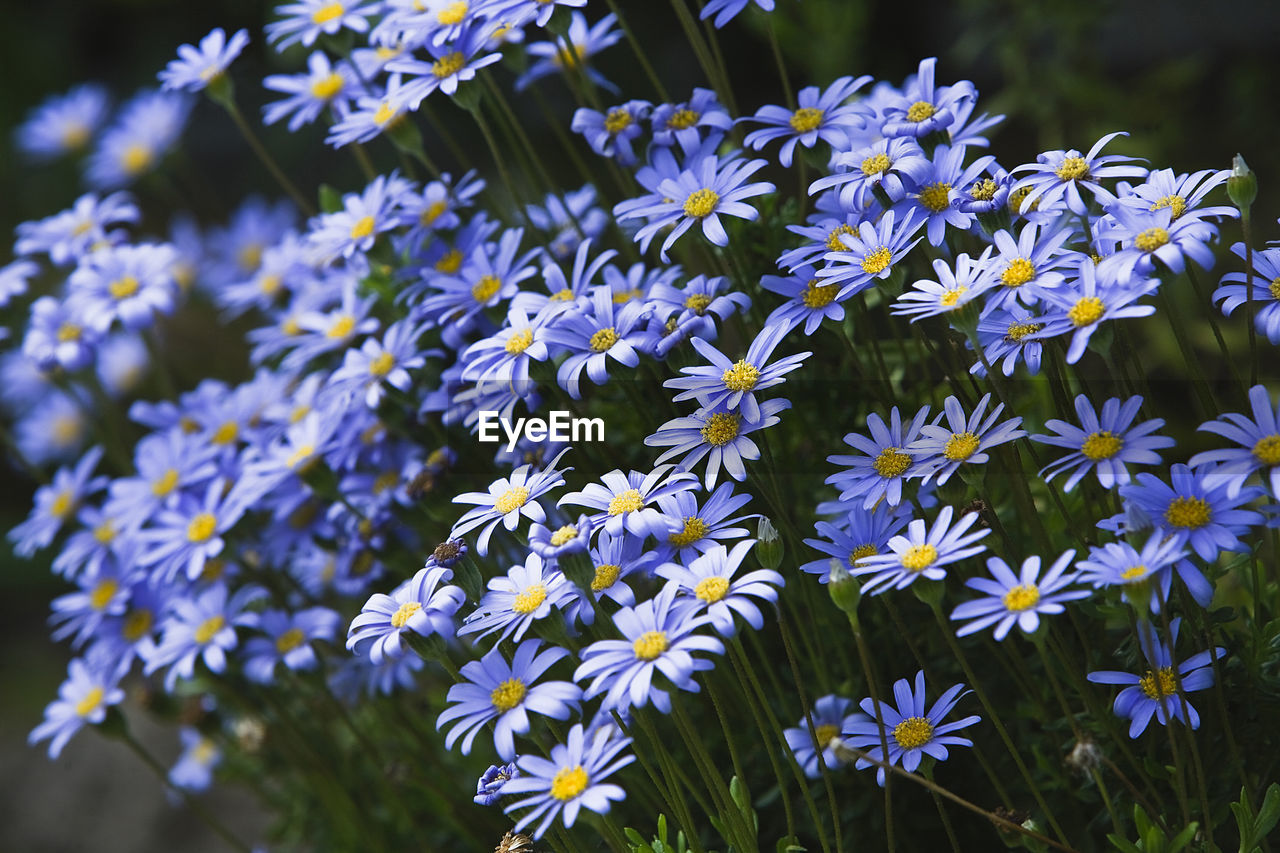 CLOSE-UP OF FLOWERING PLANTS