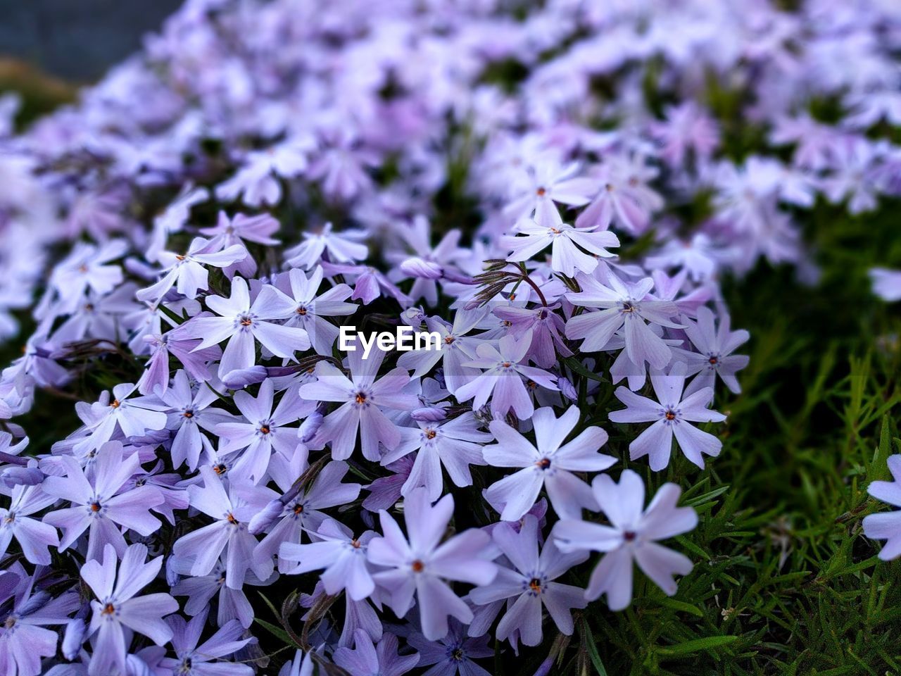 HIGH ANGLE VIEW OF PURPLE FLOWERS