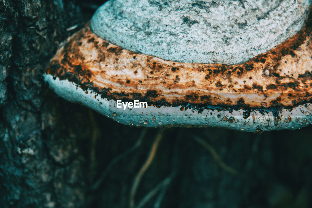 HIGH ANGLE VIEW OF A LIZARD ON ROCK