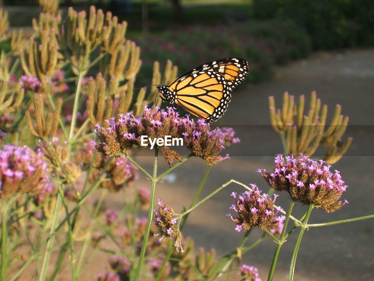 Side view of butterfly on flowers