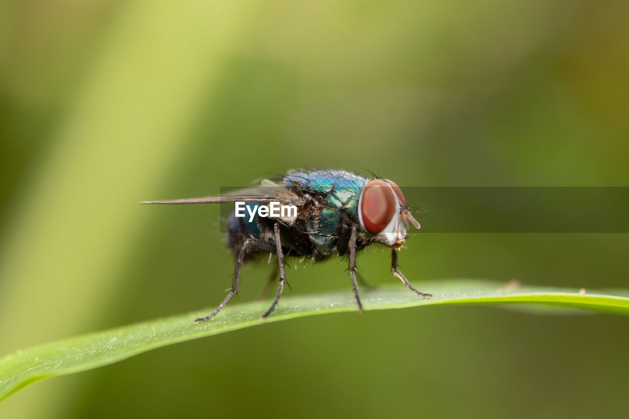 CLOSE-UP OF AN INSECT