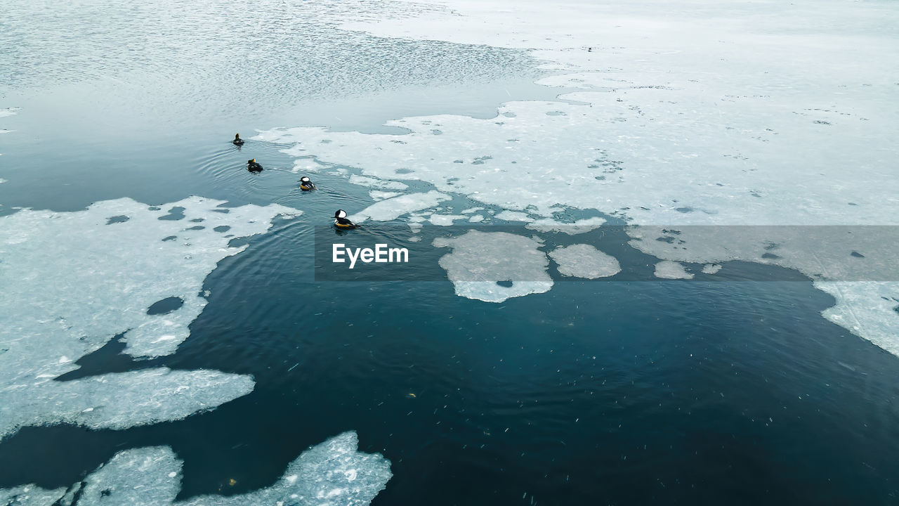 An icy pond with wood ducks swimming through the ice