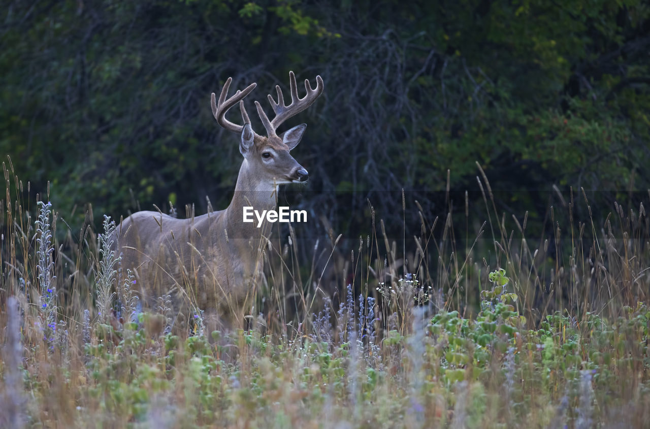 VIEW OF DEER ON FIELD