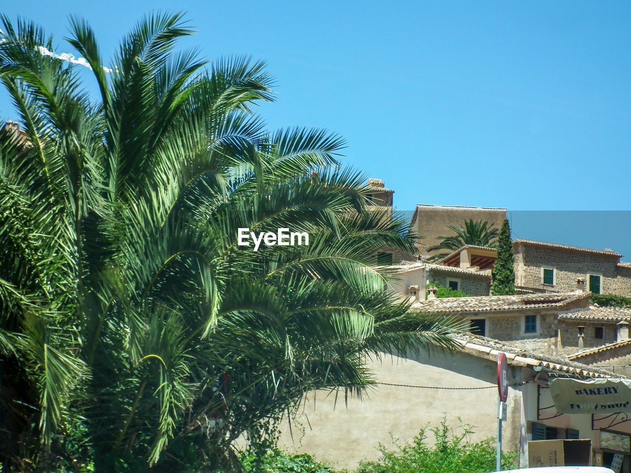 LOW ANGLE VIEW OF PALM TREE AGAINST SKY