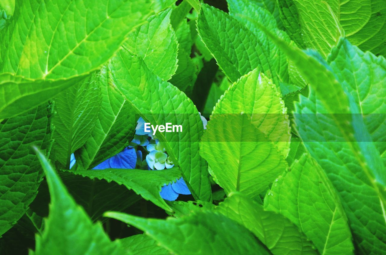 leaf, plant part, green, plant, growth, nature, flower, close-up, beauty in nature, day, no people, insect, leaf vein, outdoors, animal, animal wildlife, tree, animal themes, freshness, full frame, wildlife