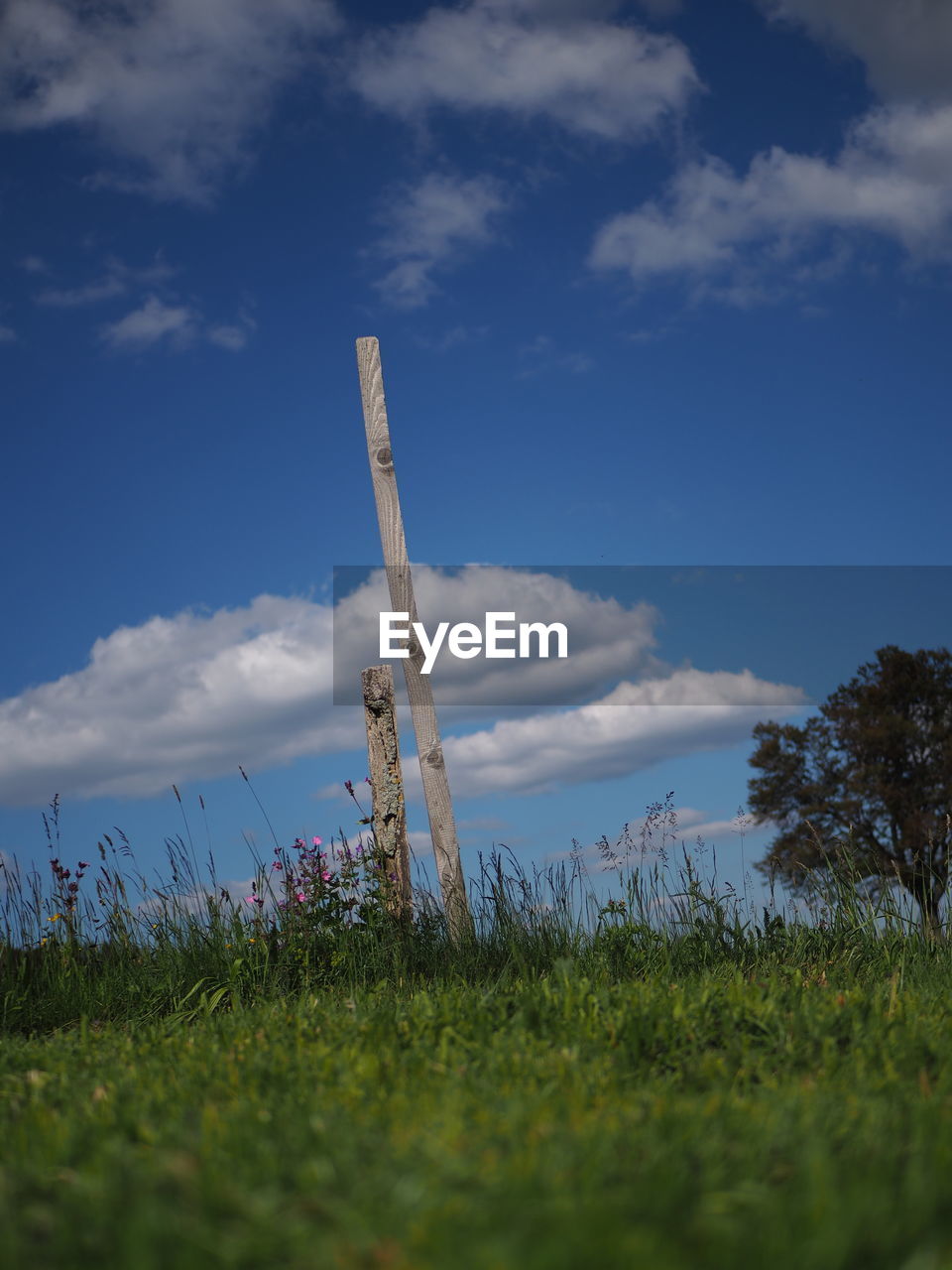 LOW ANGLE VIEW OF TALL GRASS ON LAND AGAINST SKY