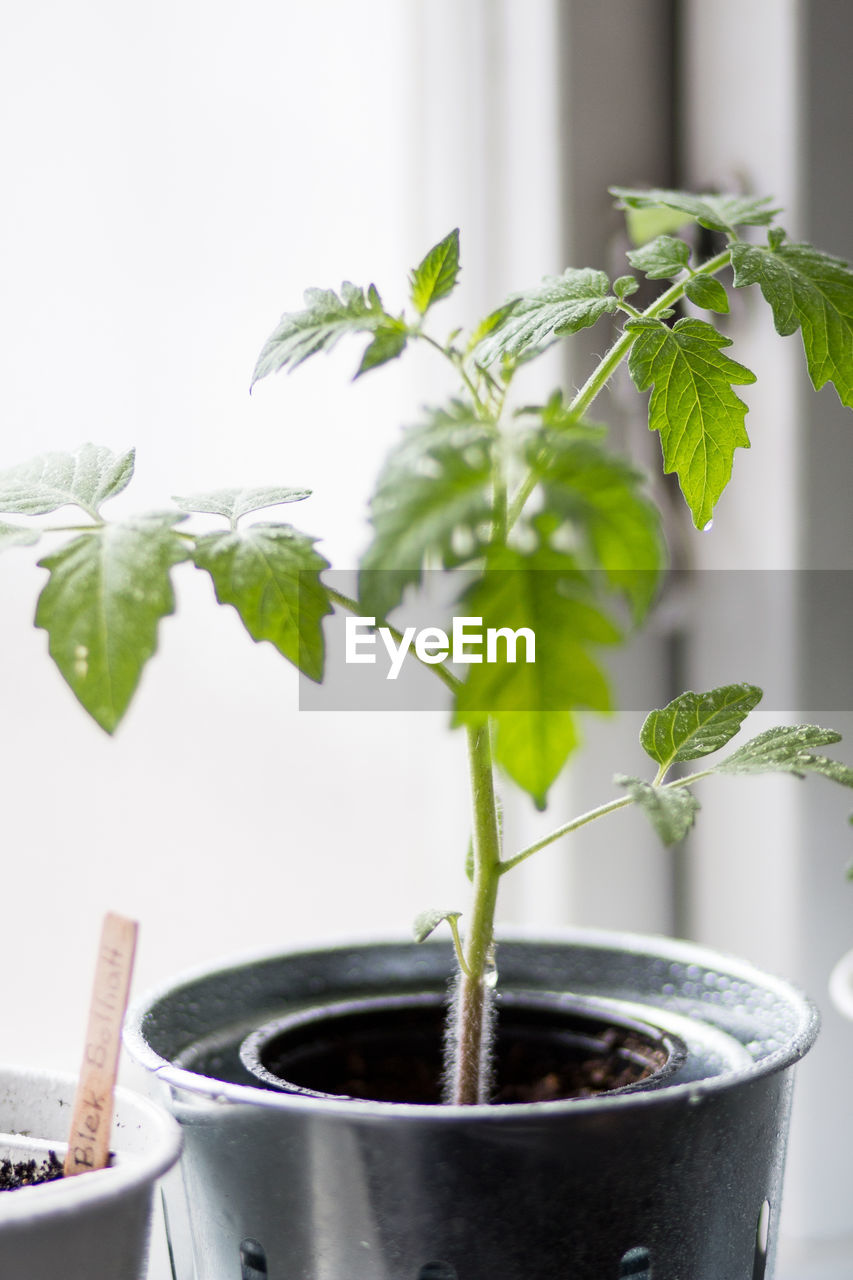 Close-up of potted plant