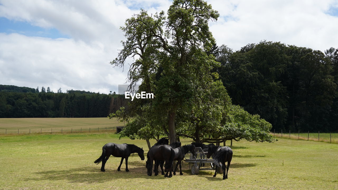Black horses under tree on a field