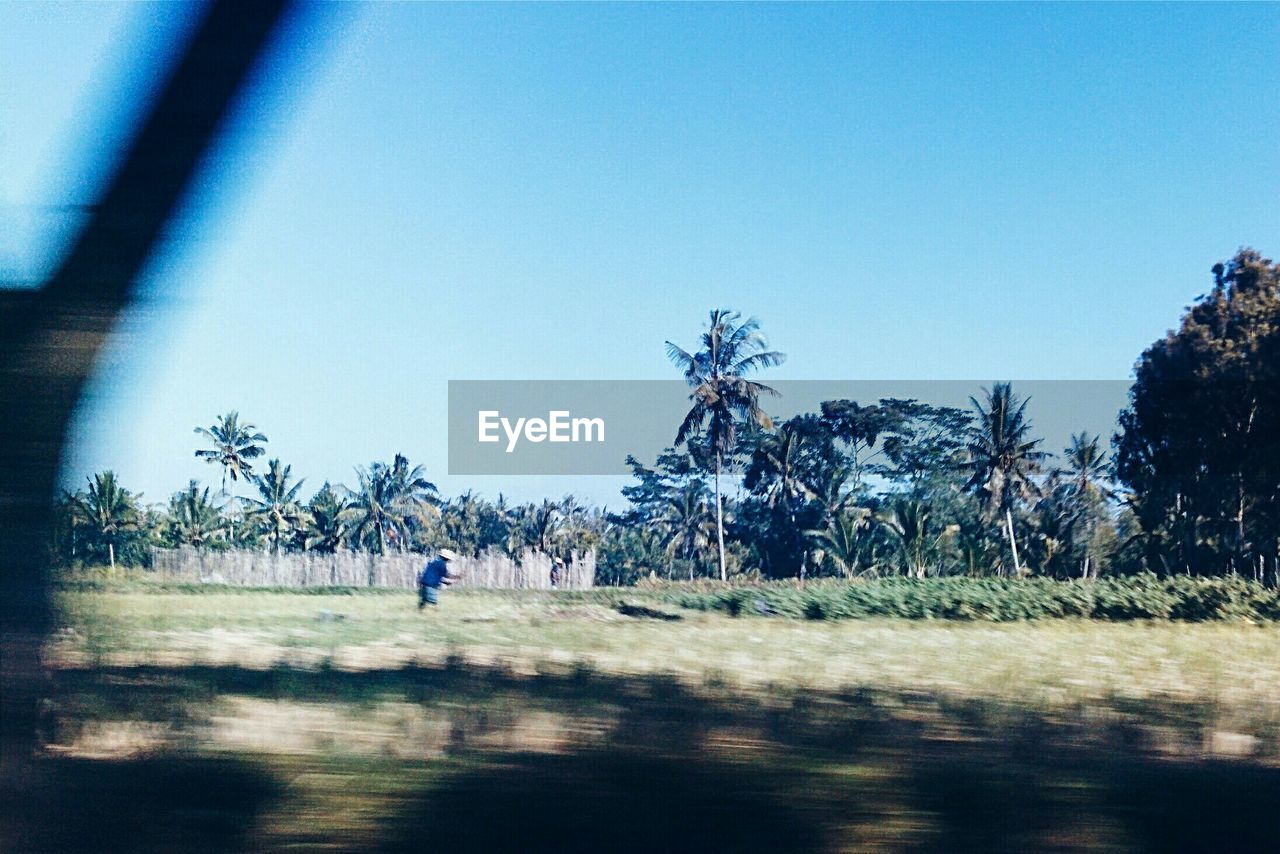 TREES ON GRASSY FIELD AGAINST CLEAR SKY