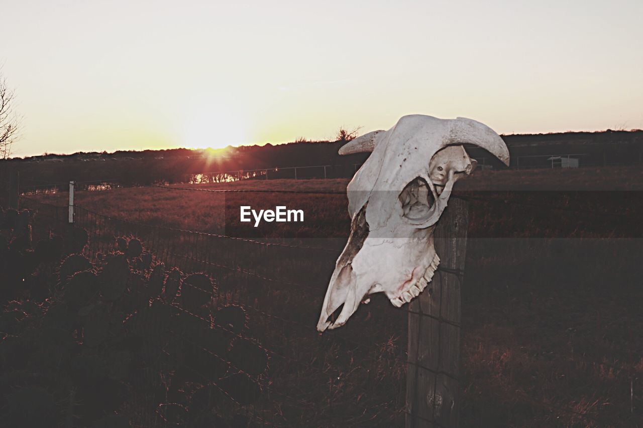 Animal skull on fence at sunset