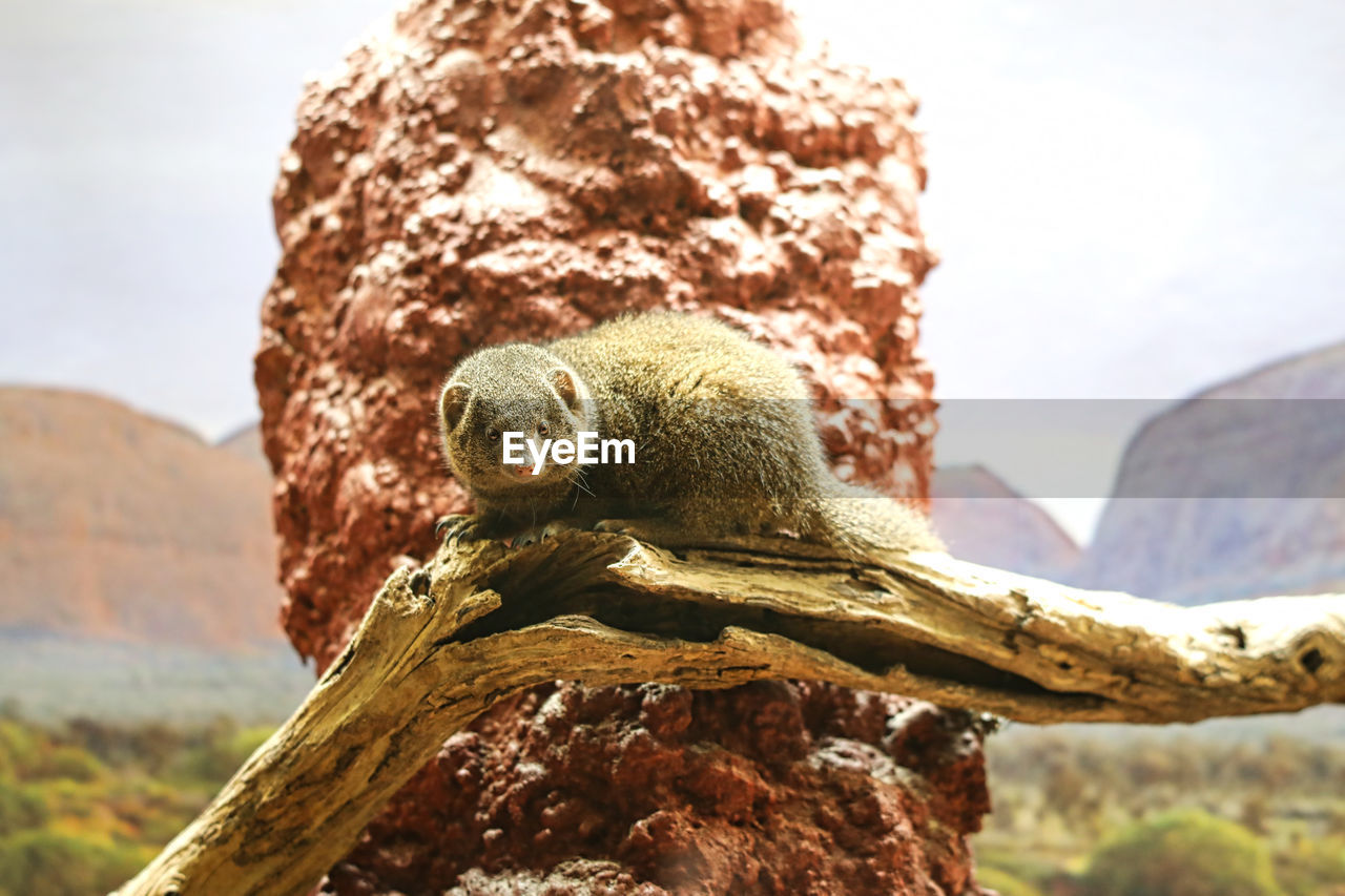 Close-up of a lizard on rock