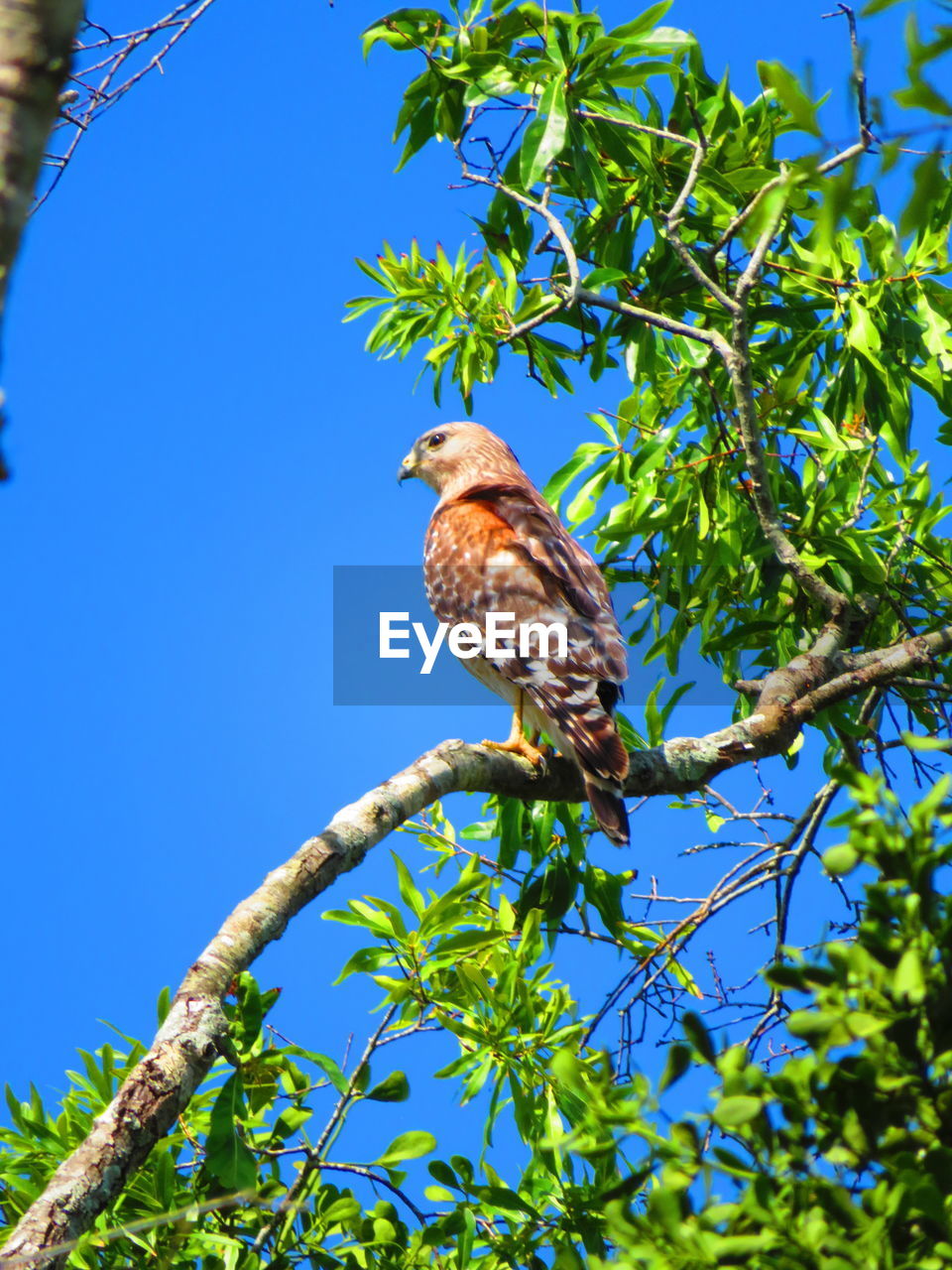 LOW ANGLE VIEW OF BIRD PERCHING ON BRANCH AGAINST SKY