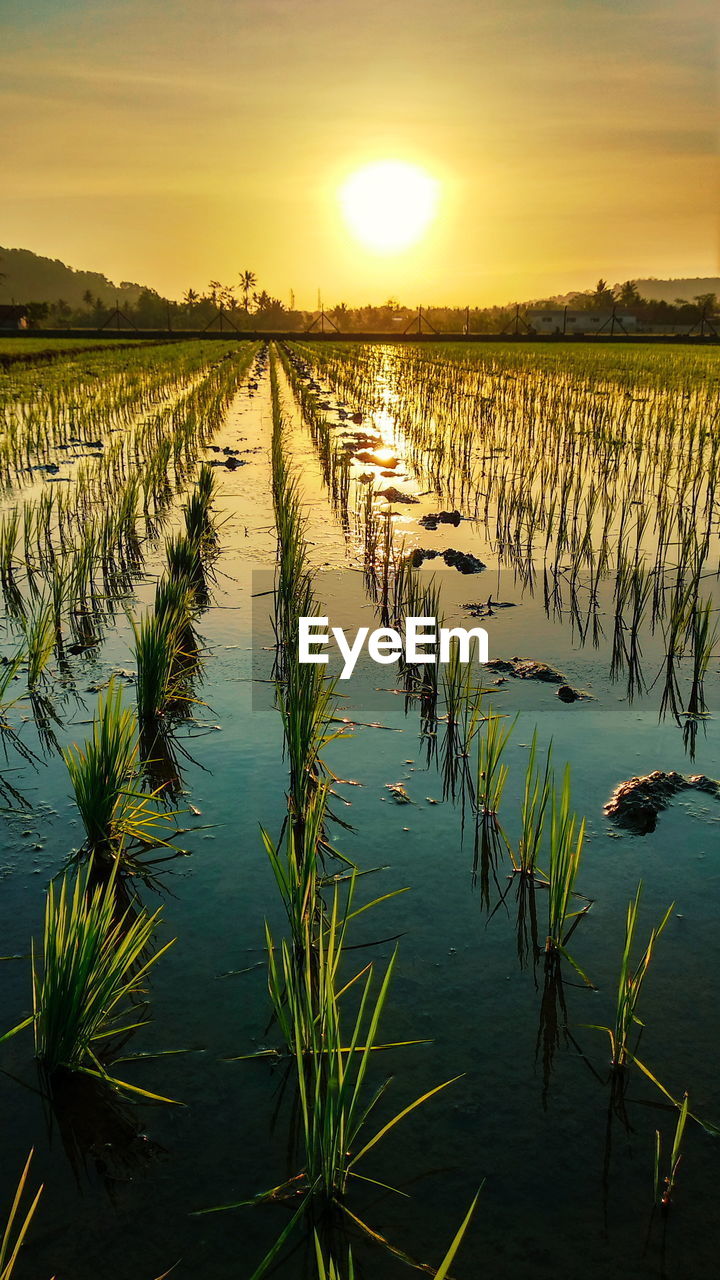 Scenic view of agricultural field against sky during sunset