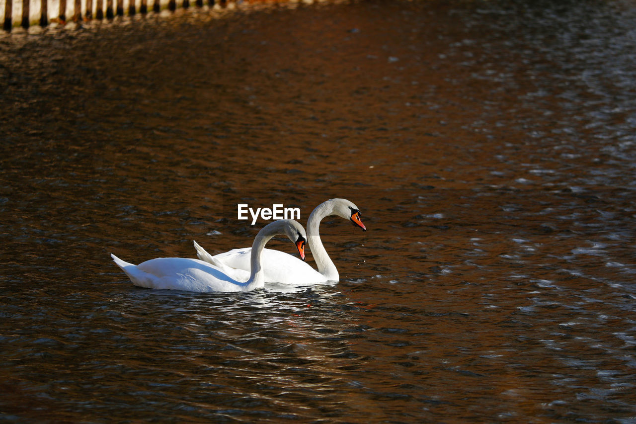 SWAN SWIMMING IN A LAKE