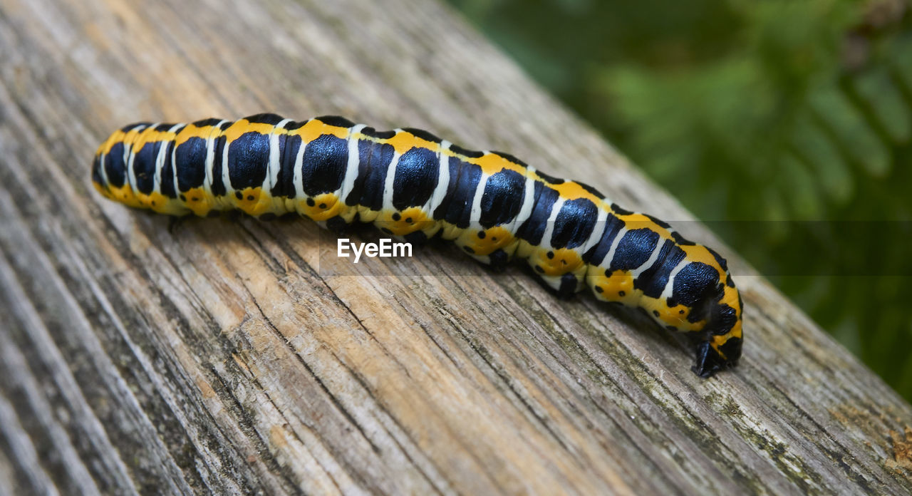 CLOSE-UP OF YELLOW CATERPILLAR ON WOOD