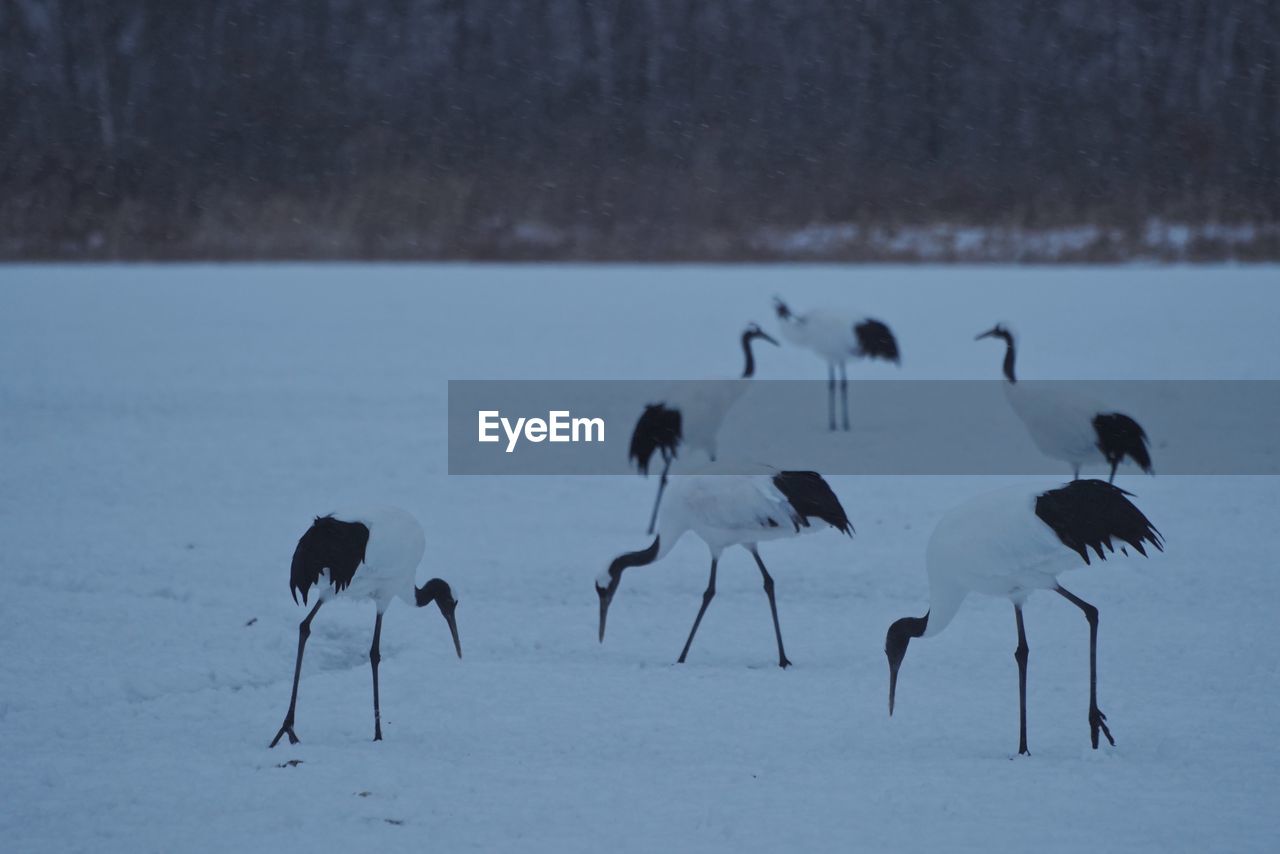 FLOCK OF BIRDS IN SNOW