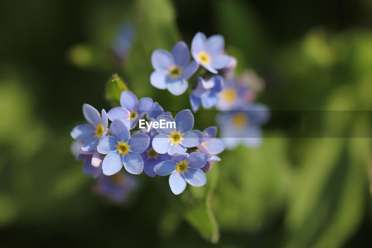 Close-up of purple flowers blooming outdoors