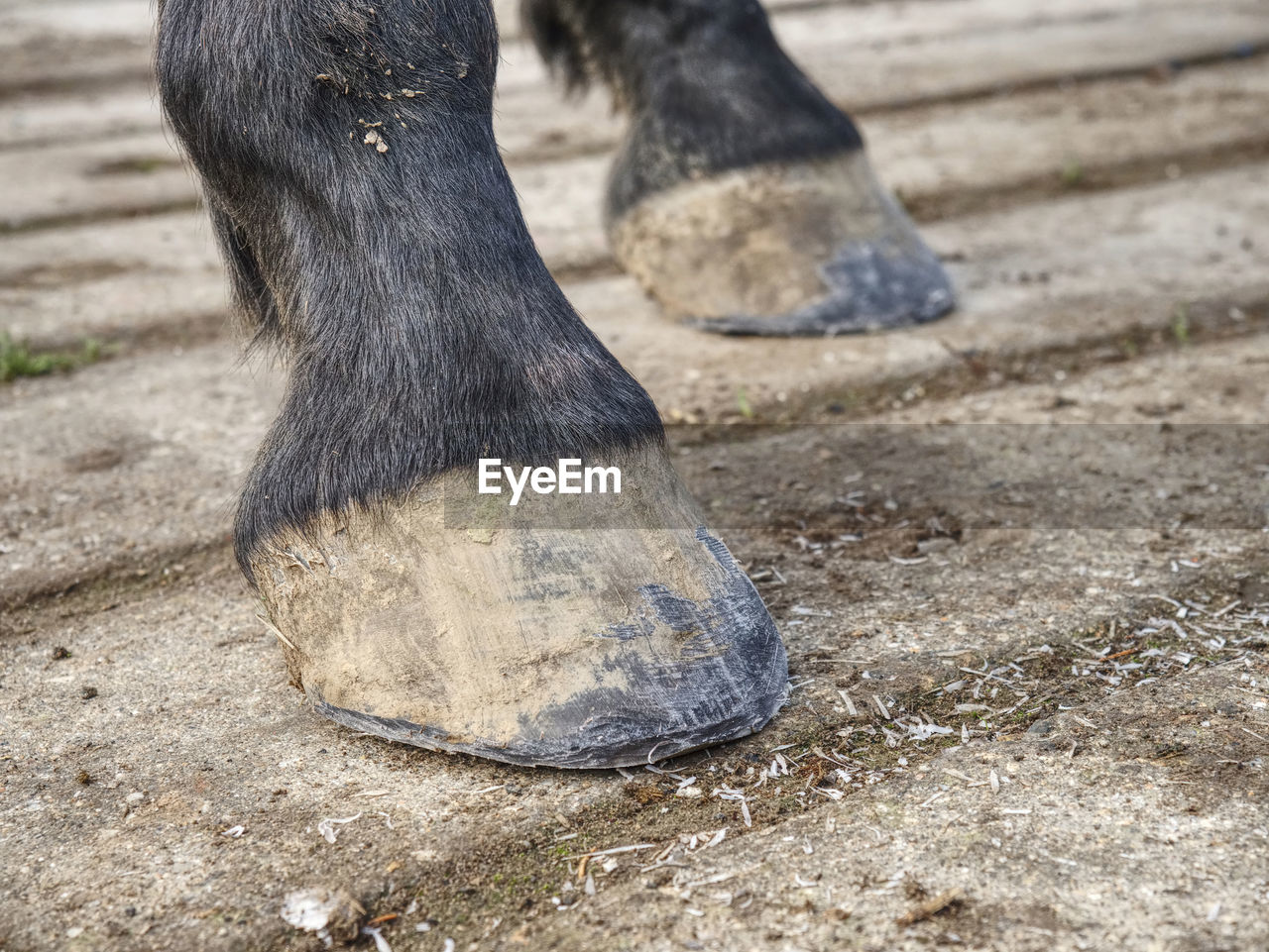 Smith finnished regular trimming and clearing of hoof, used rasp to remove worn keratin