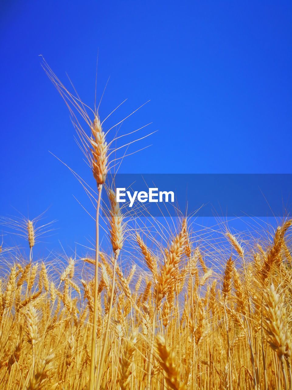 CLOSE-UP OF WHEAT GROWING ON FIELD AGAINST BLUE SKY