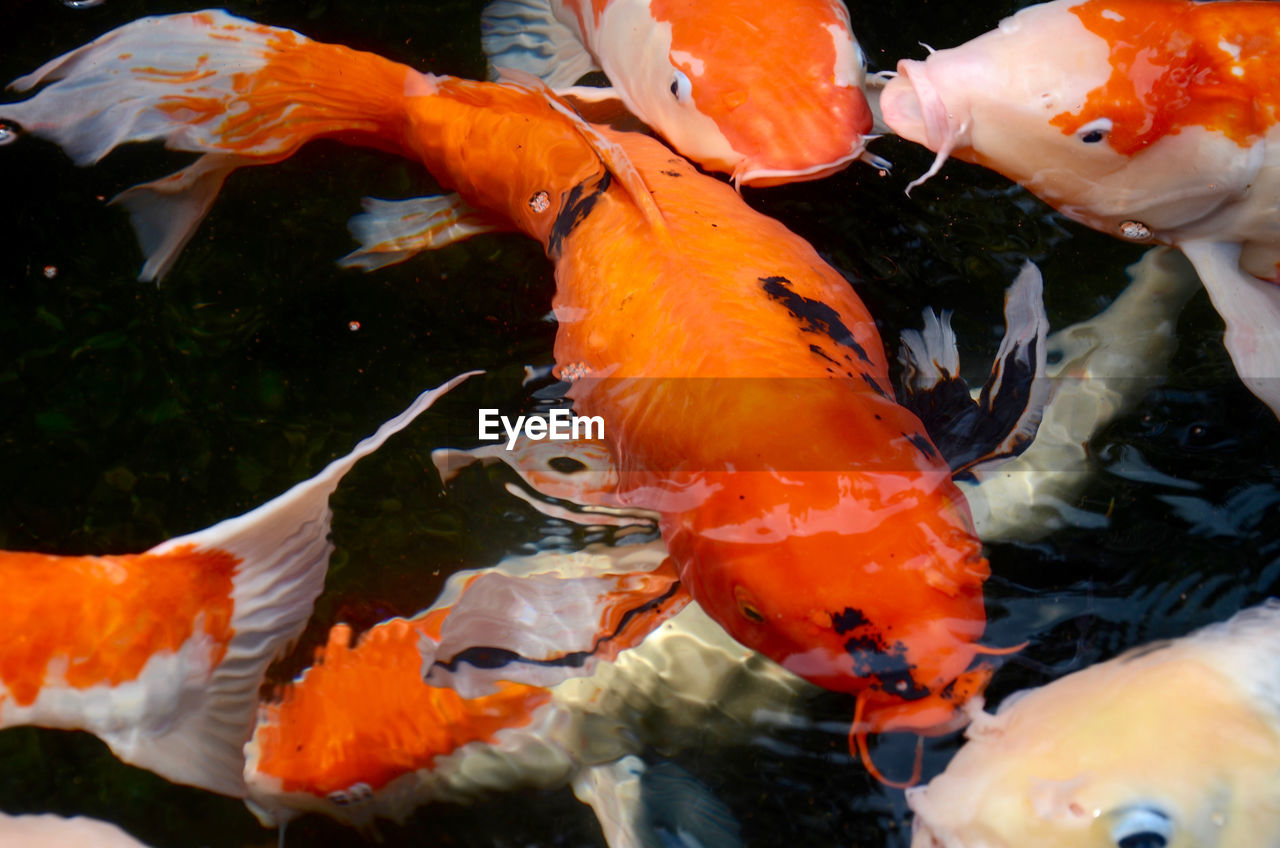 Close-up of koi fish in water