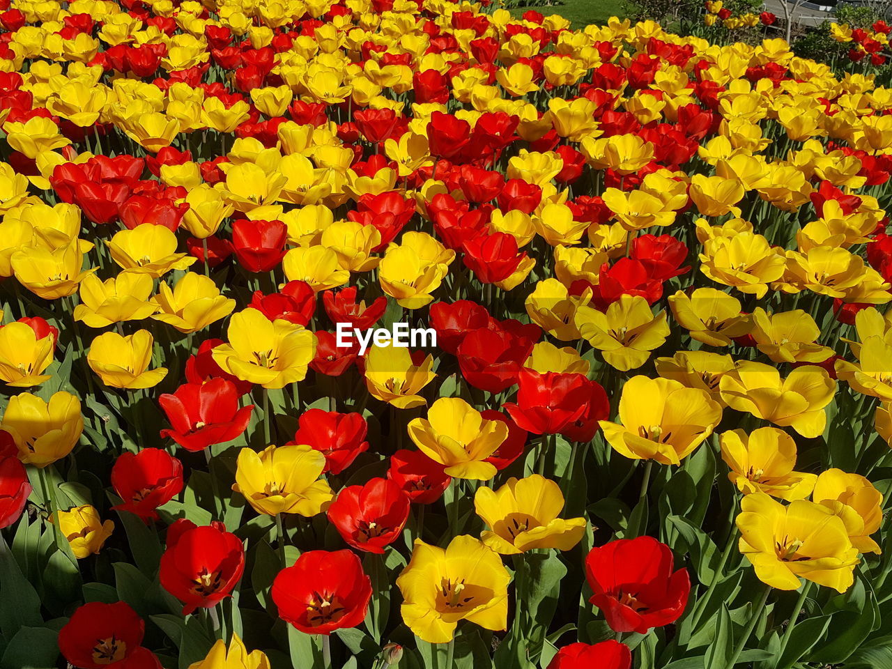 HIGH ANGLE VIEW OF TULIPS IN BLOOM