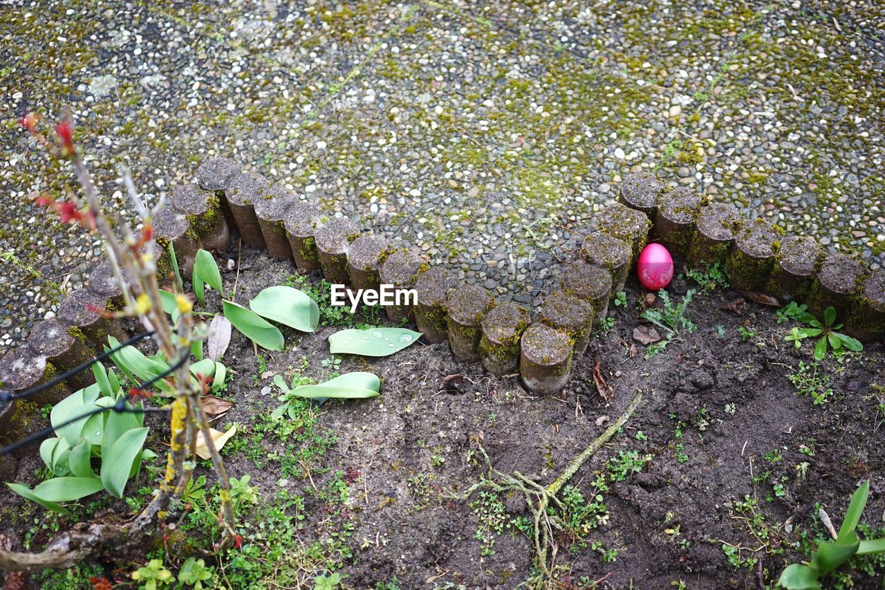 High angle view of easter egg hidden among flowering plants in a flower bed