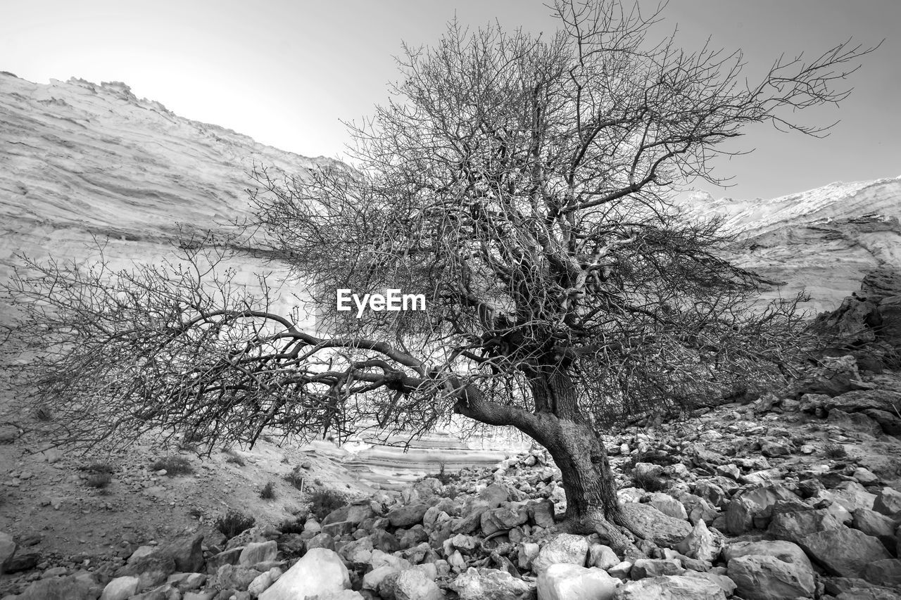 Bare tree against clear sky during winter