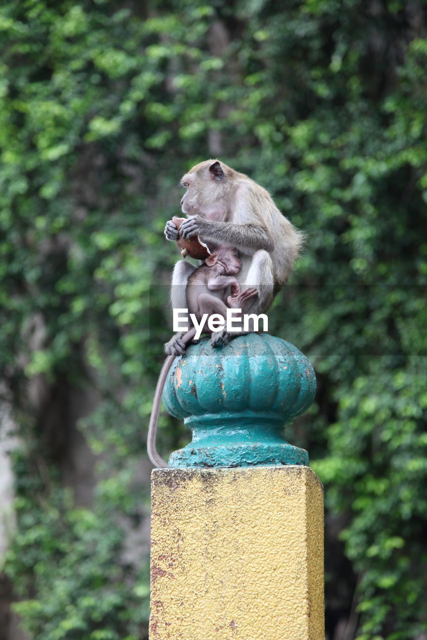 Portrait of a monkey 