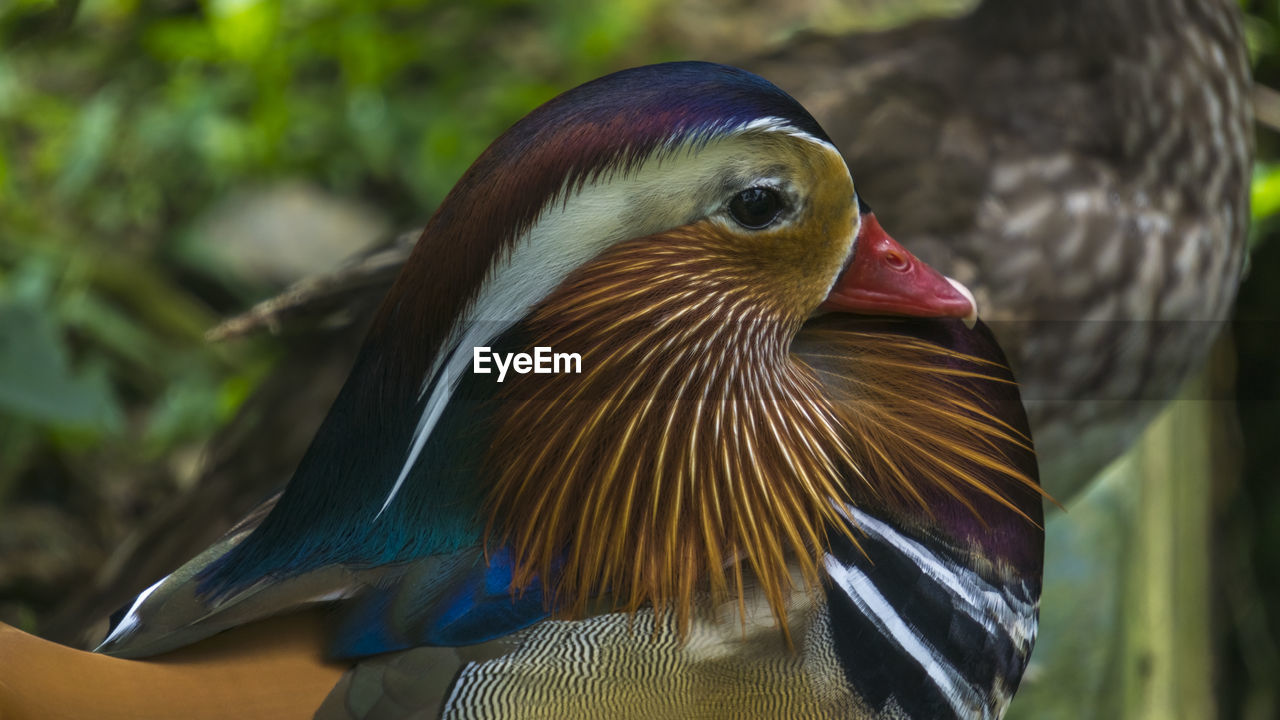 CLOSE-UP OF BIRD