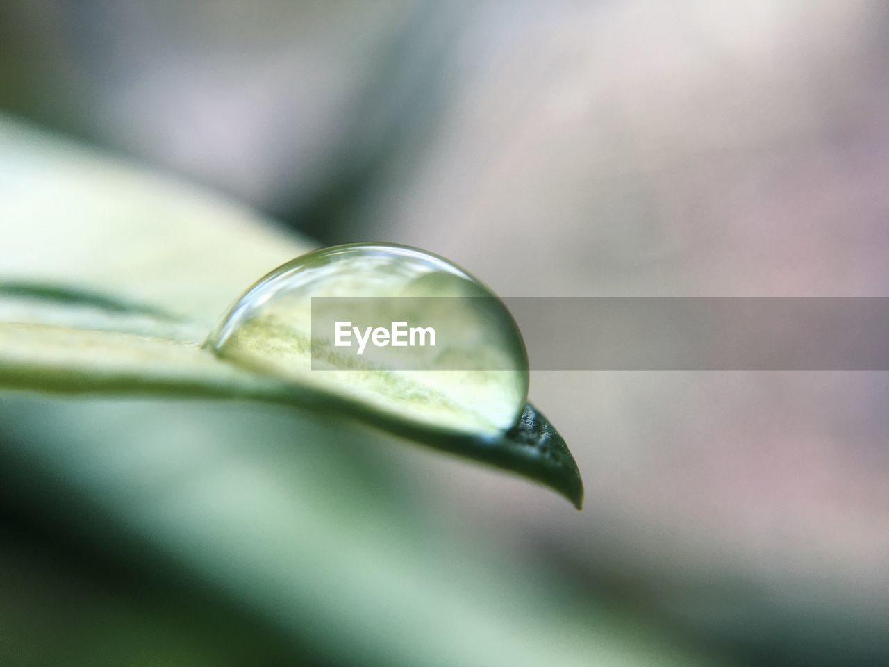 Macro shot of dew drop on leaf