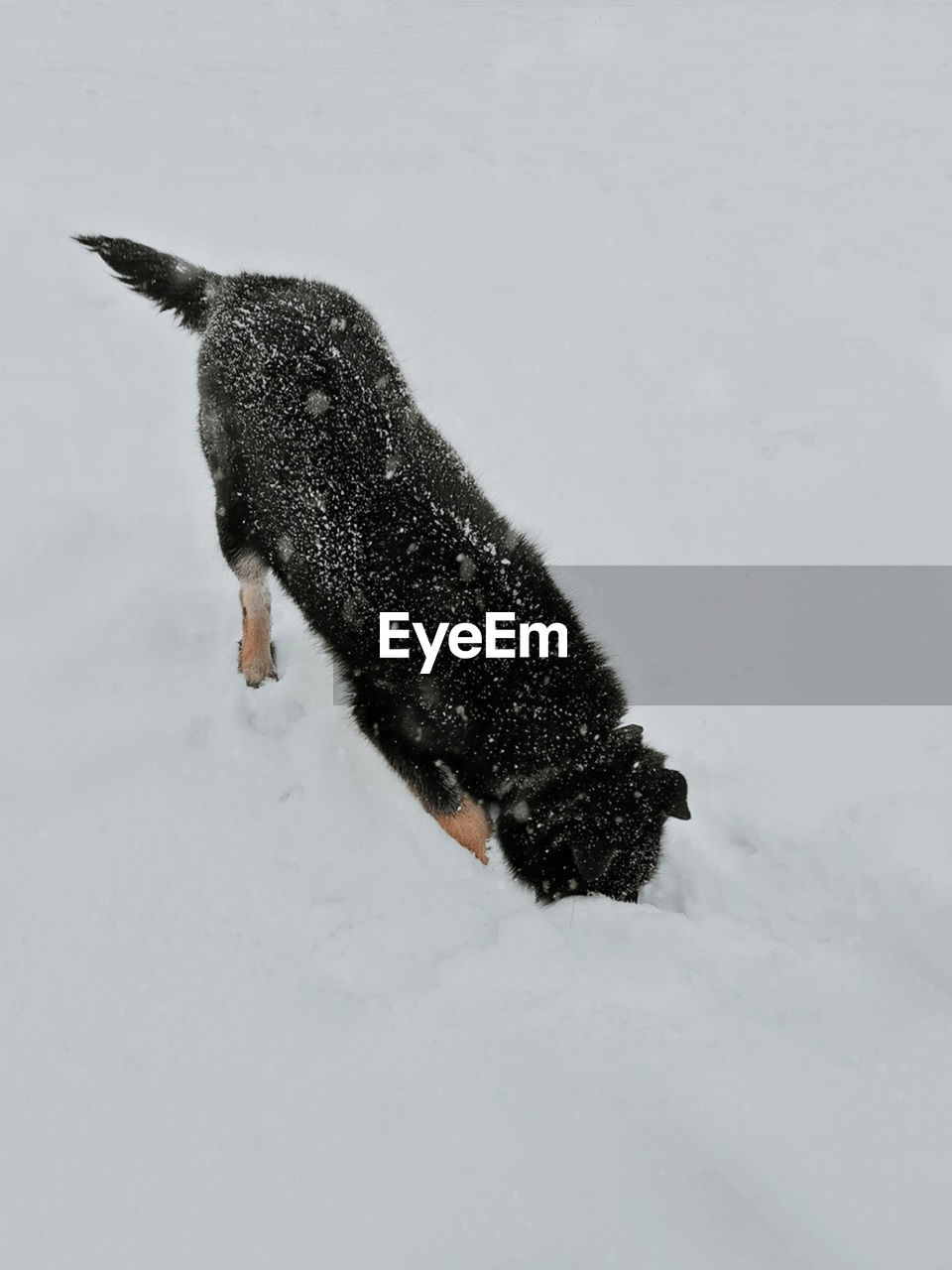 High angle view of dog on snow